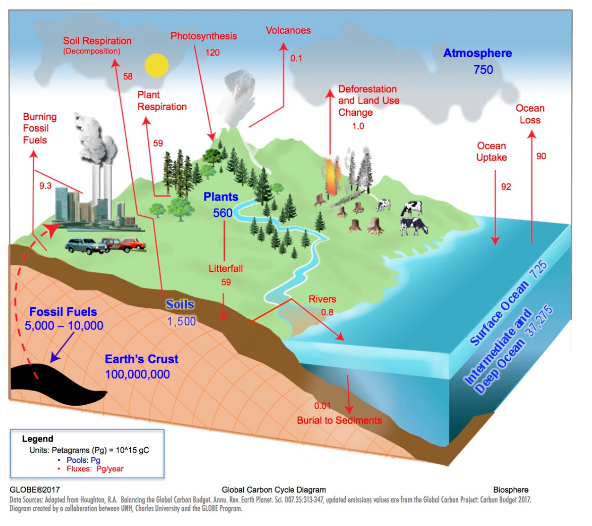 Global Carbon Cycle Diagram, showing how pollutants, plant and soil respiration, volcanos, deforestation and other activities can affect the atmosphere.