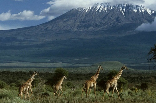 Giraffes walk in front of a mountain.